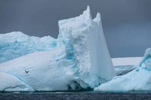 ANT-OLND4-2830 Icebergs