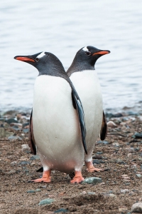 ANT-OL700-6892 Penguins