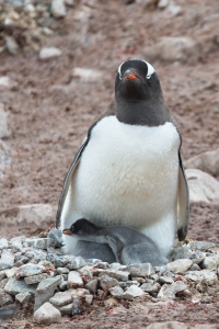 ANT-OLND4-3925 Penguins