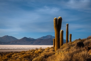 Cactus-Island