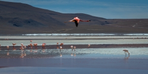 BLV-OL-850_3824 Laguna Colorada, Flamingo
