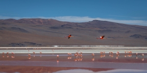 BLV-OL-850_3842 Laguna Colorada, Flamingo