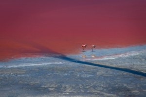 BLV-OL-850_3909 Laguna Colorada, Flamingo