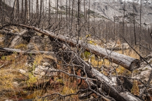 CND-OL-N5D_4509 Burned Forest, Jasper, Alberta