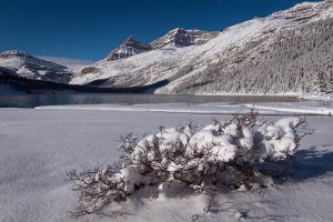 CND-OL-N5D_4897 Bow Lake, Jasper, Alberta