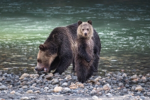 CND-OL-N5D_0920 Grizzly, BC