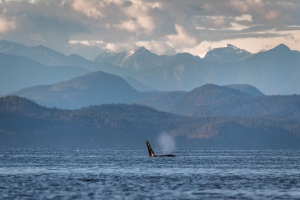 CND-OL-N5D_2741 Killer Wale (Orca), BC