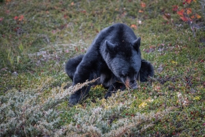 CND-OL-N5D_4744 Black Bear, Jasper, Alberta