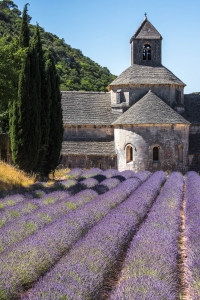 FPR-OL810_1559 Provence, Lavender