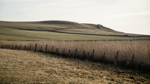GBR-OL-NZ8_2841