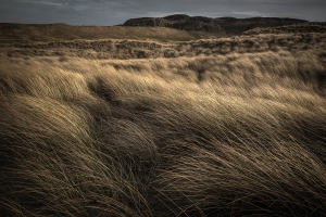 GBR-OL-NZ8_8905