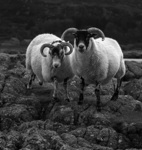 GBR-OL-NZ8_4565