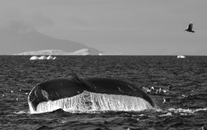 Hump-Back-Whale