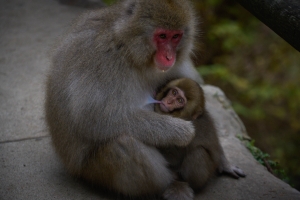 JPN-OL-NZ7_0548 Macaque