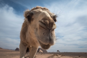 JRD-OL-850_3016 Camel, Wadi Rum Desert, Portrait