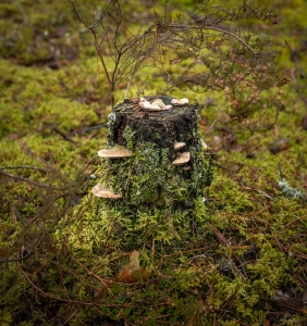 LIT-OL-NZ8_8370