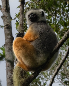 MDG-OL-NZ8_4379