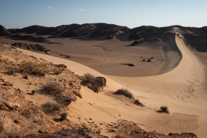 Dune,-NamibRand