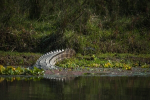 Crocodile,-Chitwan-National-Park