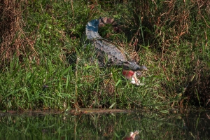 Crocodile,-Chitwan-National-Park