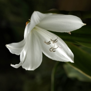PRT-OL-NZ8_0985