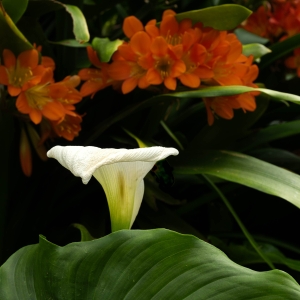 PRT-OL-NZ8_0993