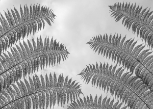 PRT-OL-NZ8_1026