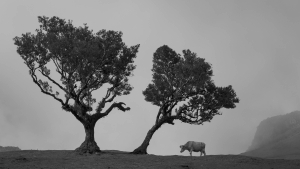 PRT-OL-NZ8_1467