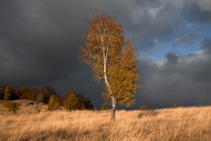 ROM-OL-NZ8_7227
