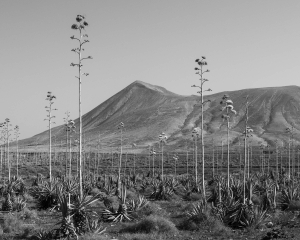 Fuerteventura,-Canary-Islands,-Ahava-Field