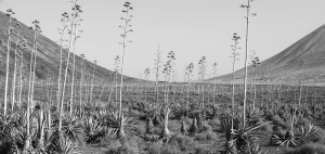 Fuerteventura,-Canary-Islands,-Ahava-Field