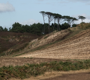 ESP-OL-NZ8_5644