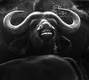 TNZ-OL-NZ7_8140-Enhanced-NR